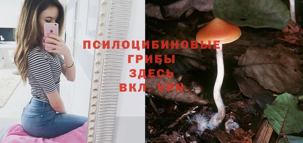 стаф Алзамай